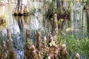 09.04.2006 - Cypress Garden - Zypressen im Sumpf