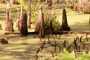 09.04.2006 - Cypress Garden - Gruseliges Grün im Sumpf