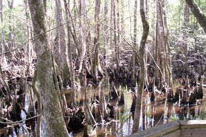 09.04.2006 - Francis Beidler Forest - Düsterer Sumpf fernab der Zivilisation
