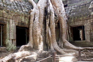 18.12.2009 - Ta Prohm Tempel