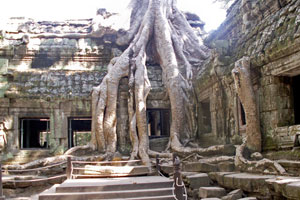 18.12.2009 - Ta Prohm Tempel