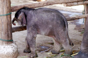 25.12.2009 - Elefanten Camp - sehr junges und kleines Elefanten-Baby