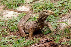 10-01-10 - Wild iguana
