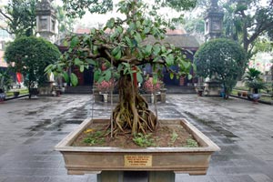 15.02.2015 - Bonsai-Baum bei der Quan Thanh Pagode am Westsee