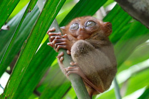 08-01-16 - Small Tarsier monkey in the Philippine Tarsier Sanctuary