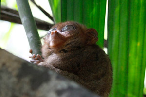 08-01-16 - Small Tarsier monkey in the Philippine Tarsier Sanctuary