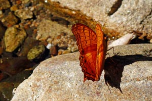 17.01.2016 - Wasserfall Bulalacao - Schmetterling