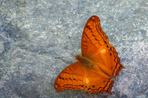 17-01-16 - Waterfall Bulalacao - butterfly