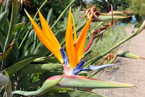 20.11.2016 - Exotische Pflanzenwelt im Kirstenboschpark