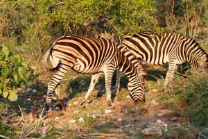 29.11.2016 - Zebras