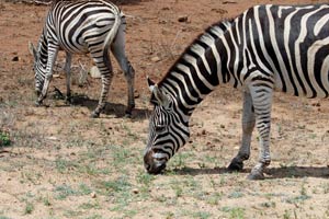 30.11.2016 - Zebras