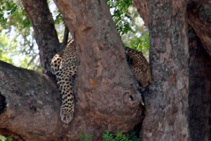 30.11.2016 - Leopard im Baum