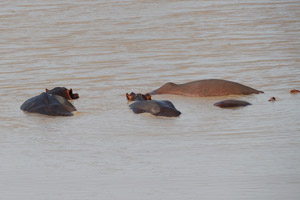 30.11.2016 - Nilpferde (Hippos) im Wasser