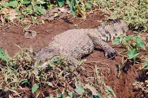 07-02-16 - Wild crocodiles at the small pond (Chiplun)