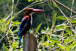30-07-16 - Backwater tour in Poovar - Kingfisher