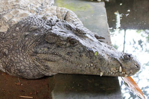 30.07.2016 - Neyyar Wildlife Sanctuary: Krokodile