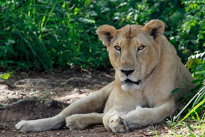 30.07.2016 - Neyyar Wildlife Sanctuary: Ganz schön große Katze, Löwe