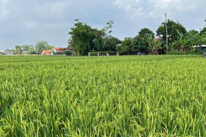 23.12.2025 - Reisfeld (sieht fast wie Gerste aus)